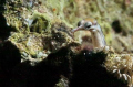   Loch Ness Monster ...no just small curious pipefish ...no, no,  